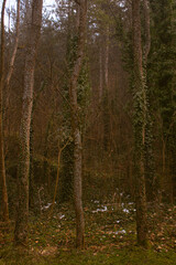 autumn forest in the morning