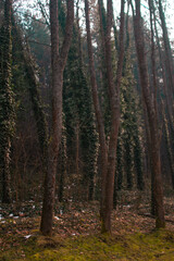 pine forest in autumn