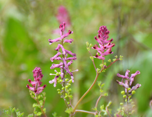 Fumaria officinalis blooms in nature