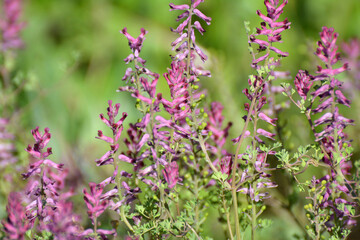 Fototapeta premium Fumaria officinalis blooms in nature