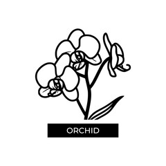 orchid flower illustration and icon - flat design