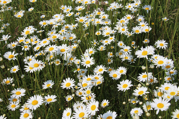 Chamomile flowers (Leucanthemum vulgare) bloom in a meadow