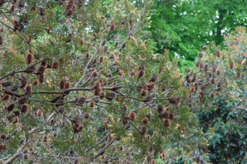 Banksia marginata shrub adorned with mature flower spikes, set against a backdrop of verdant trees.