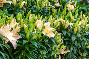 Obraz premium Pastel yellow lilies with raised blossoms fill, creating a lush botanical scene. The vibrant blooms and verdant leaves captivate the viewer, evoking a sense of tranquility and natural beauty.