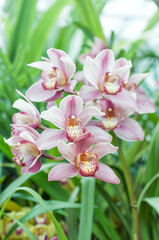 Obraz na płótnie Canvas Amid lush foliage, a pink Cymbidium orchid stands out, offering inspiration for gardeners, florists, and designers seeking natural elegance.
