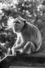 vieux macaque au Phnom Sampov en noir et blanc