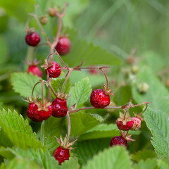 Fragaria moschata -  Musk Strawberry, Oboe Strawberry, Royal Capron,  delicious berry fruit.