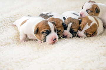 close-up of newborn Jack Russell terrier puppies on a light rug. Caring for puppies