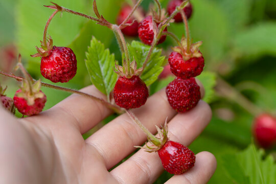 Fragaria moschata -  Musk Strawberry, Oboe Strawberry, Royal Capron,  delicious berry fruit.