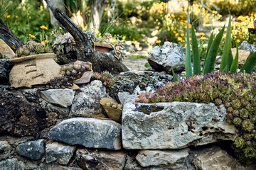 Marigolds (Calendula officinalis), lilies (Iris) and immortelles (Sempervivum) in the patio of a town house. Detail plan in stone planter with antique ornament.