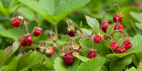 Fragaria moschata -  Musk Strawberry, Oboe Strawberry, Royal Capron,  delicious berry fruit. - 731104958