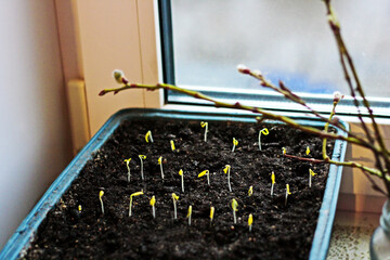 The first sprouts of seedlings. - 731105382