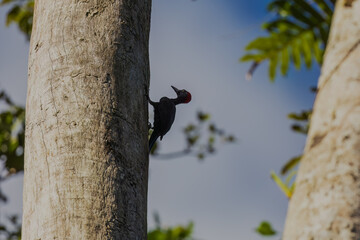 Andaman woodpecker (Dryocopus hodgei) at South Andaman, Andaman  Nicobar UT, India