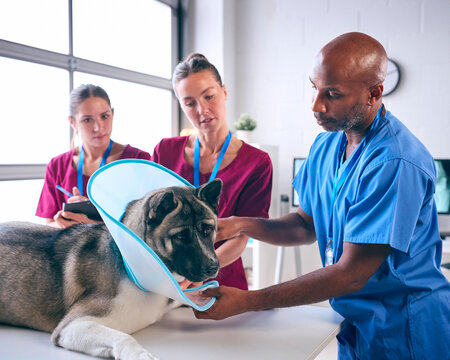 Male And Female Veterinary Team Putting Recovery Cone On Pet Akita Dog In Surgery