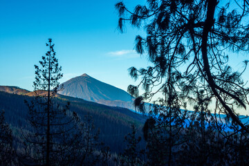 View of the Teide national park with surrounding pine trees in blue tones.