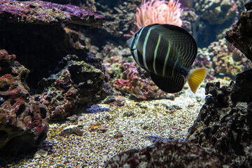 Naklejka na ściany i meble Fish thistle sailfish under the surface.