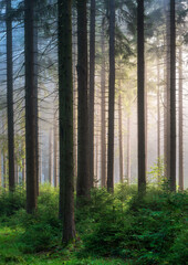Natural Forest of Spruce Trees with Morning Fog and Sunlight - 731107186