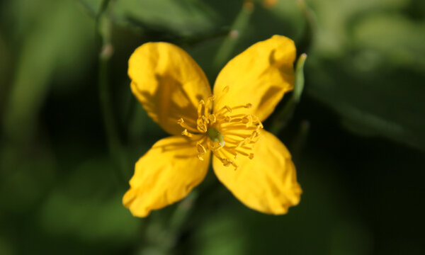 Celandine flower ( chelidonium majus) close-up with flourishing blossom revealing stamina and pistil