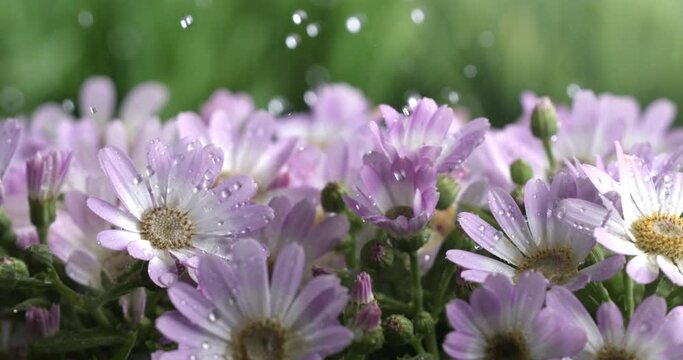 Super slow motion of splashing crystal clear pure water drops are falling on green fresh organic pink daisy flower plant while it's raining in garden at 1000 fps.