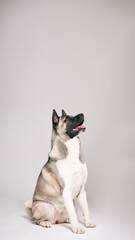 Off Camera Owner Training Pet Akita Dog Against Grey Studio Background