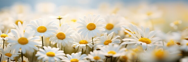 Fototapeta premium Horizontal banner with chamomile flowers, close-up, spring floral background. Generative AI