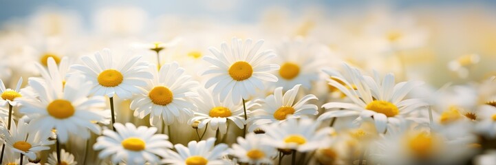 Horizontal banner with chamomile flowers, close-up, spring floral background. Generative AI