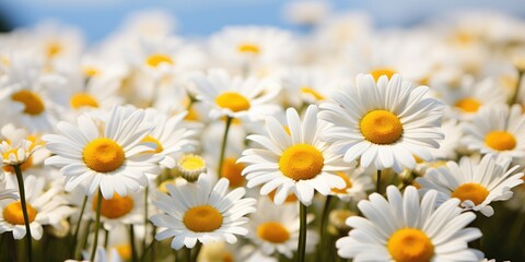 Fototapeta premium Close-up shot of chamomile flowers, spring floral background. Generative AI