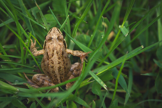 Young frog in the grass