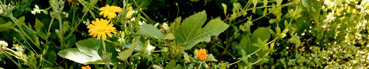 Marigolds (Calendula officinalis) and fig tree (Ficus carica) grow together among the undergrowth...