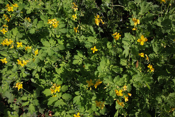 Texture of greater celandine plants ( chelidonium majus) with yellow blossoms and green leaves