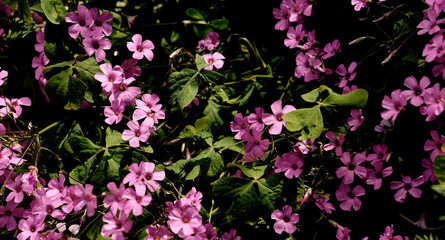 Obraz premium Rosemary (Salvia rosmarinus) and giant clover (Trifolium, Oxalis articulata) in the patio of a town house. Detail plan.