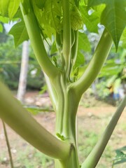 Obraz premium Pappaya tree with leaves 