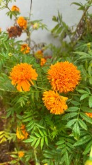 orange flowers