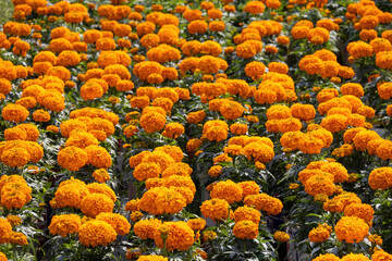 Lots of beautiful bright orange Marigolds flower backgrounds. It is an ornamental flower, commonly...