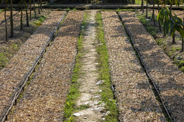 Garden beds are covered with dry rice leaves or straws. Mulching the garden to keep warm. Cultivation system in rows in a nursery. 