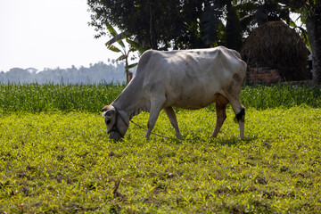 A cow is eating grass in the field of nature. The beautiful natural scenery of a village in Bangladesh.