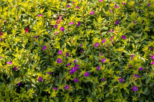 Heather Cuphea Hyssopifolia (False Heather) plant with purple flowers in the garden. It is also known as Mexican heather, Hawaiian heather, or elfin herb. Locally known as Panika Ful in Bangladesh. 