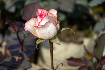 Beautiful pink and white rose buds in the nature garden.