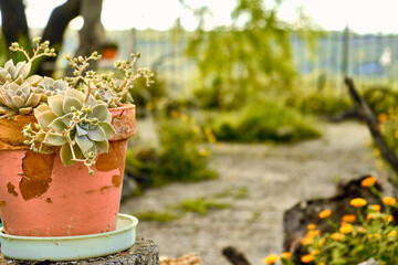 Echeveria elegans, foreground with mount on the background. Marigolds (Calendula officinalis), lilies (Iris) and immortelles (Sempervivum) in the patio of a town house. Detail plan with antique orname