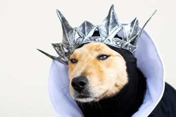 blue-eyed cinnamon dog dressed as queen grimhilde