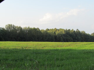 green field and blue sky