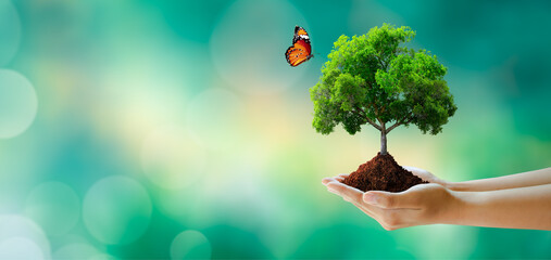 Hand holding tree with soil. Butterfly on Sunny green grass bokeh background. Save clean planet,...