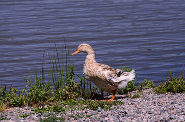 A grey duck stands on the shore of the lake