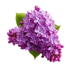 Lilac flower isolated on transparent background