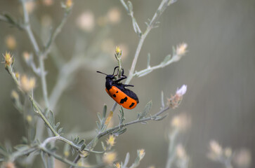 a black beetle with orange wings on the grass