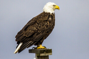 Bald Eagle standing on perch looking right