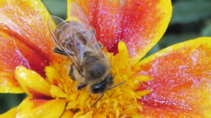 bee on flower