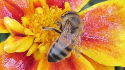 bee on flower