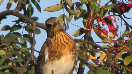 bird on tree