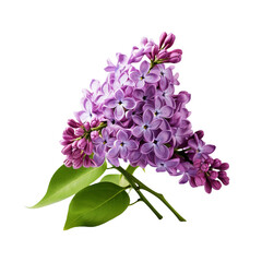 Lilac flower isolated on transparent background